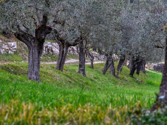 Olivenbäume